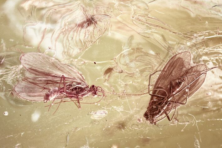 Fossil Moth Flies, Caddisflies, Wasps, and True Midges in Baltic Amber #367290